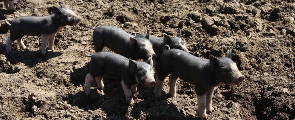 Still Waters Landing is “a local pasture raised pig and produce farm with a mission to restore the community through farming, food, fellowship, and faith while ensuring the poorest in the community gain access to high quality food.”
