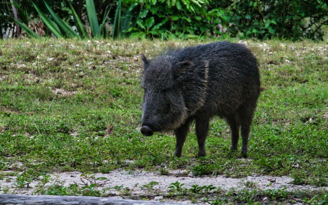 Javelina