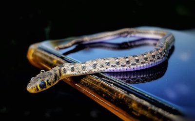 Snakes Under the Floorboards