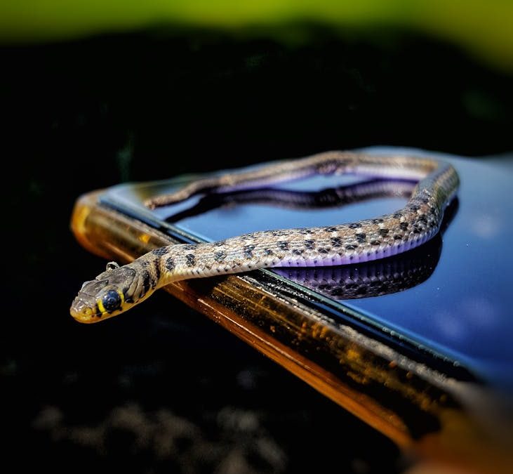 Snakes Under the Floorboards